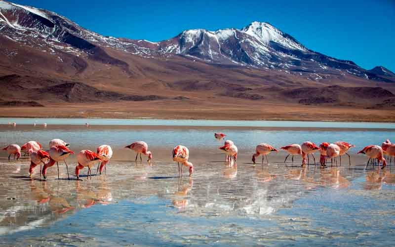 Uyuni Salt Flats and Altiplanic Lagoons Tour