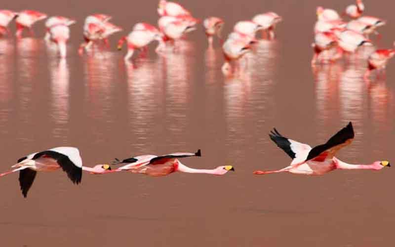 Laguna Colorada Tour 1 day