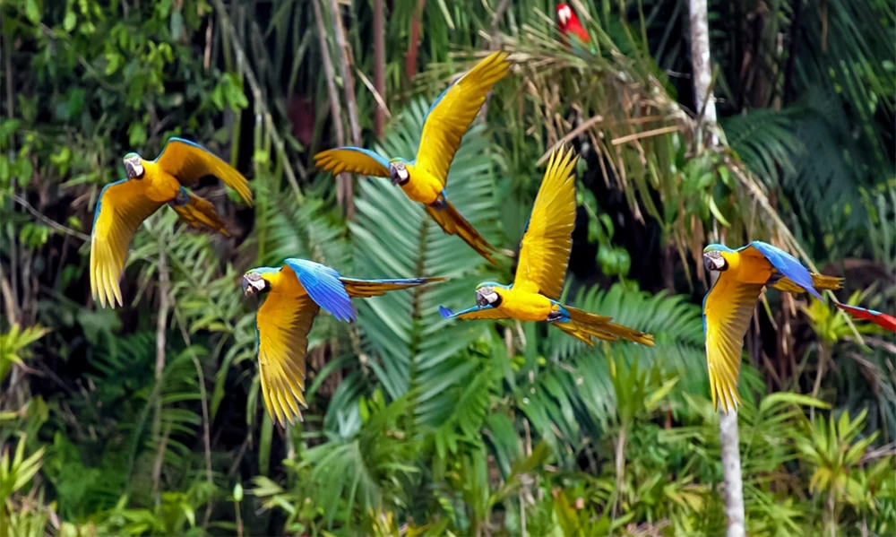 Aventura Amazónica en Tambopata | Tour 3D/ 2N