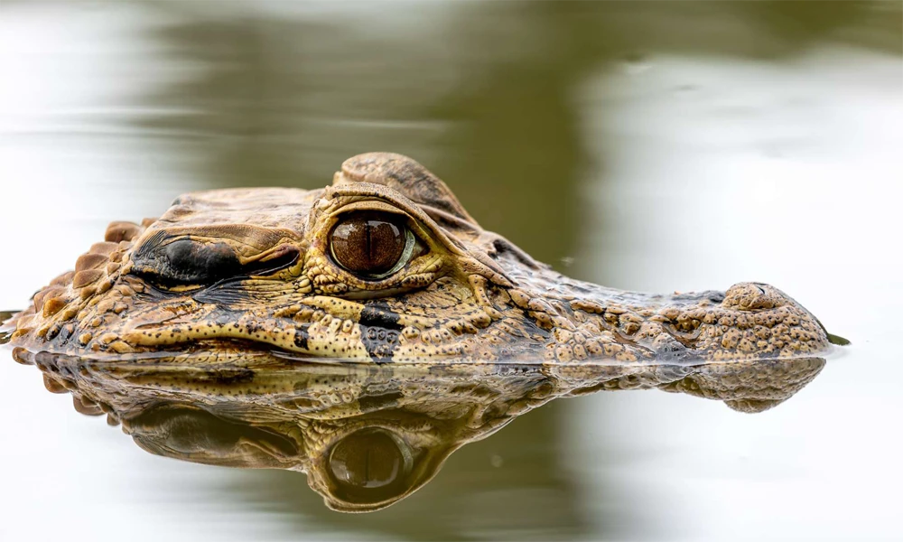 Aventura Amazónica en Tambopata | Tour 3D/ 2N