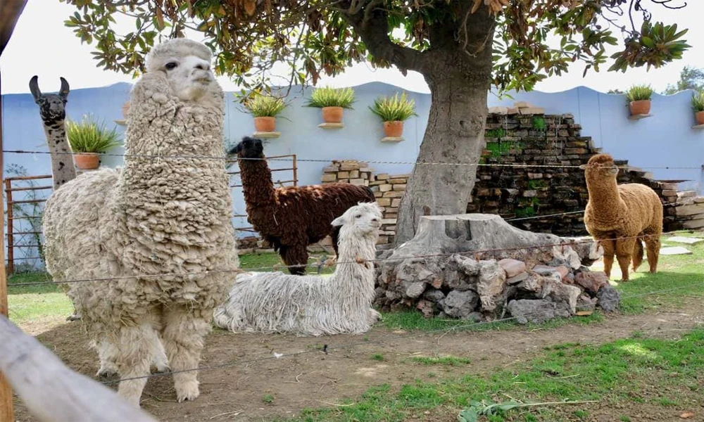 City Tour Arequipa en Mirabus