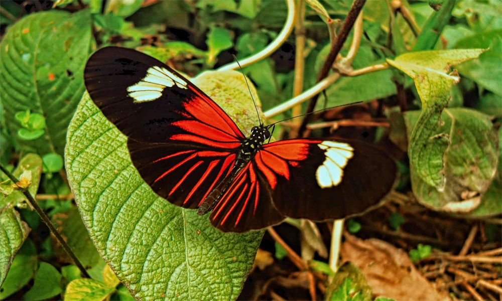 Amazónia 3D/2N | Selva + Lago Sandoval + Canopy & Paseo Nocturno