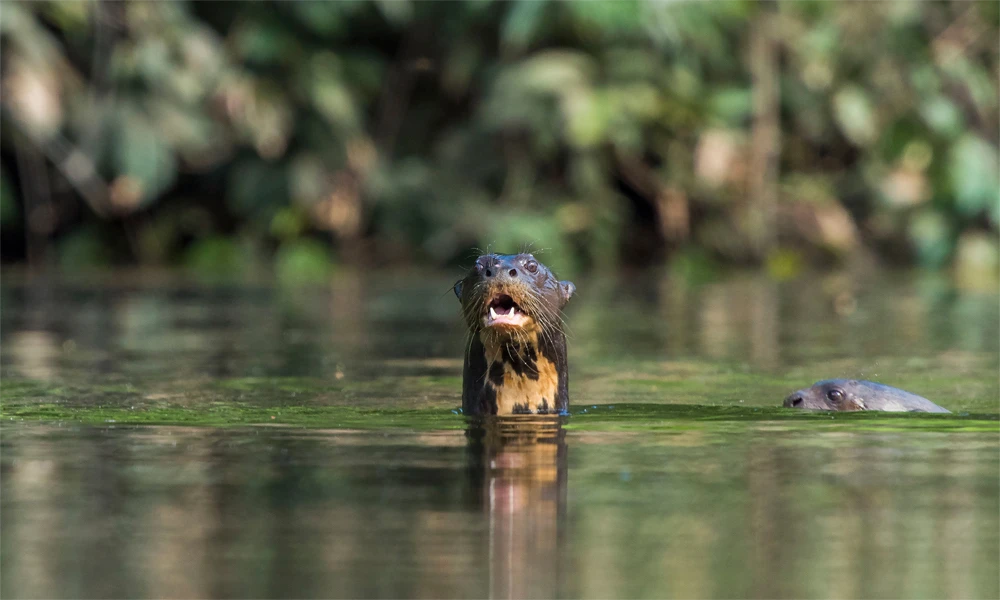 Lago Sandoval: Trekking y Aventura Amazónica