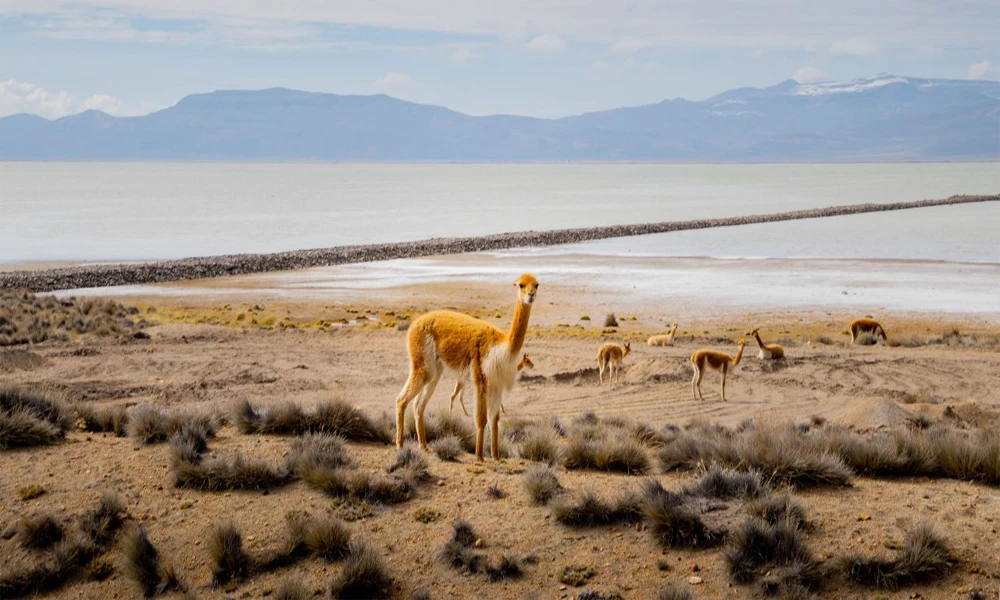 Tour Perú: Lima – Arequipa – Cusco