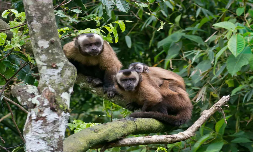 Monkey Island & Kayak and Zipline Adventure