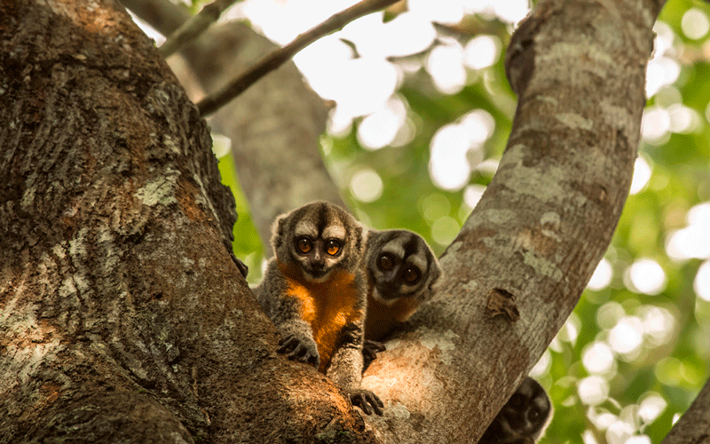 Puerto Maldonado & Lake Yacumama Tour 4 Days / 3 Nights