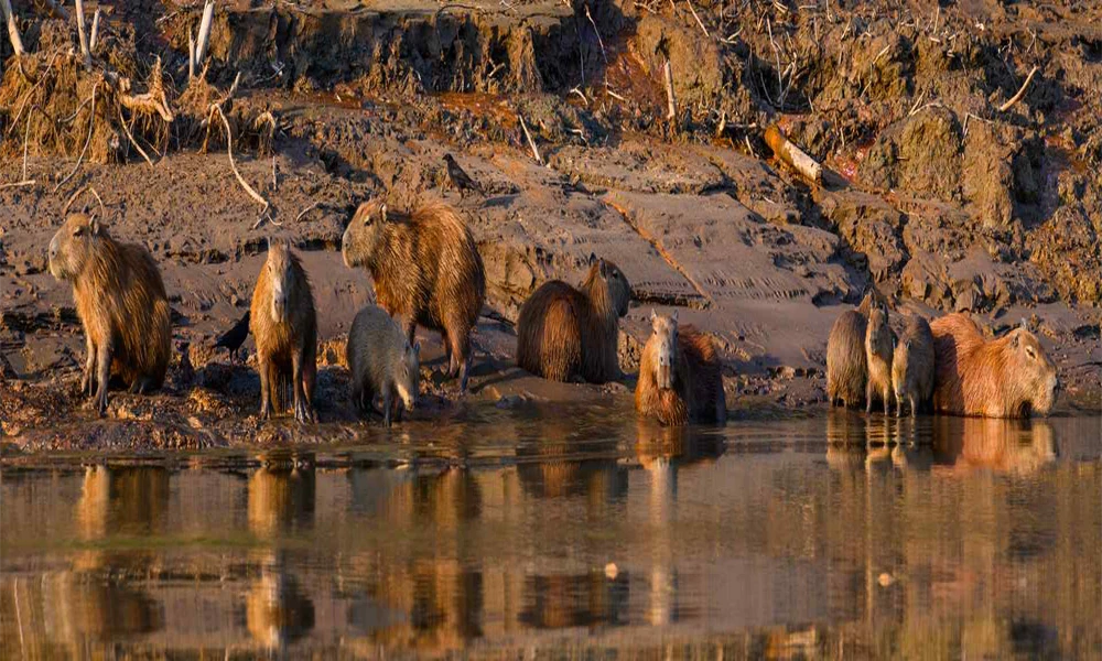 Pariamanu Camp Tour 2D/1N