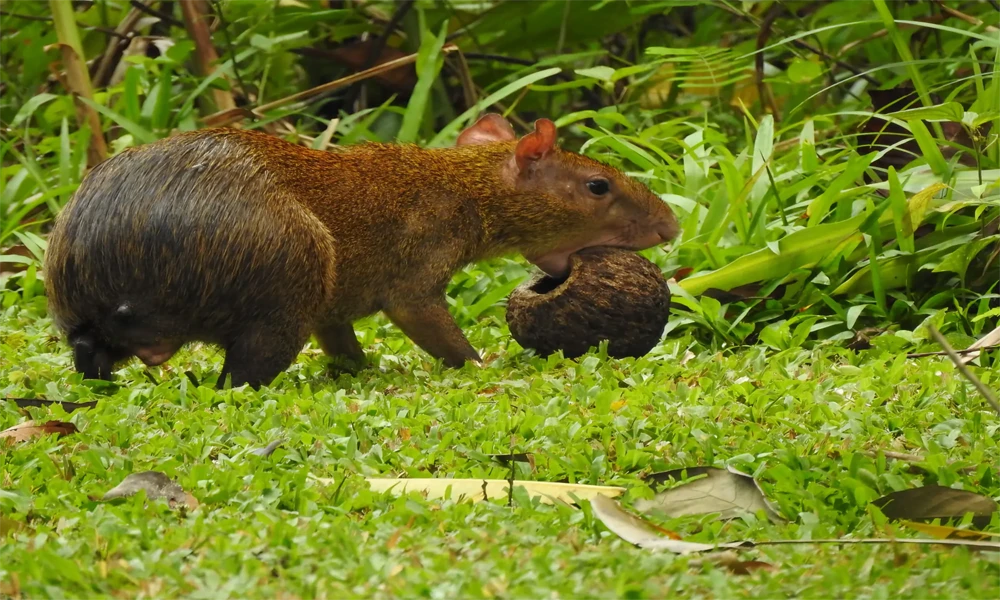 Amazon Adventure in Tambopata | 3D/2N Tour