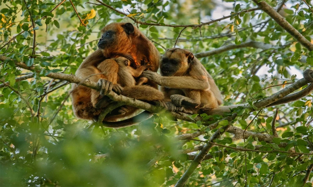 Monkey Island & Kayak and Zipline Adventure