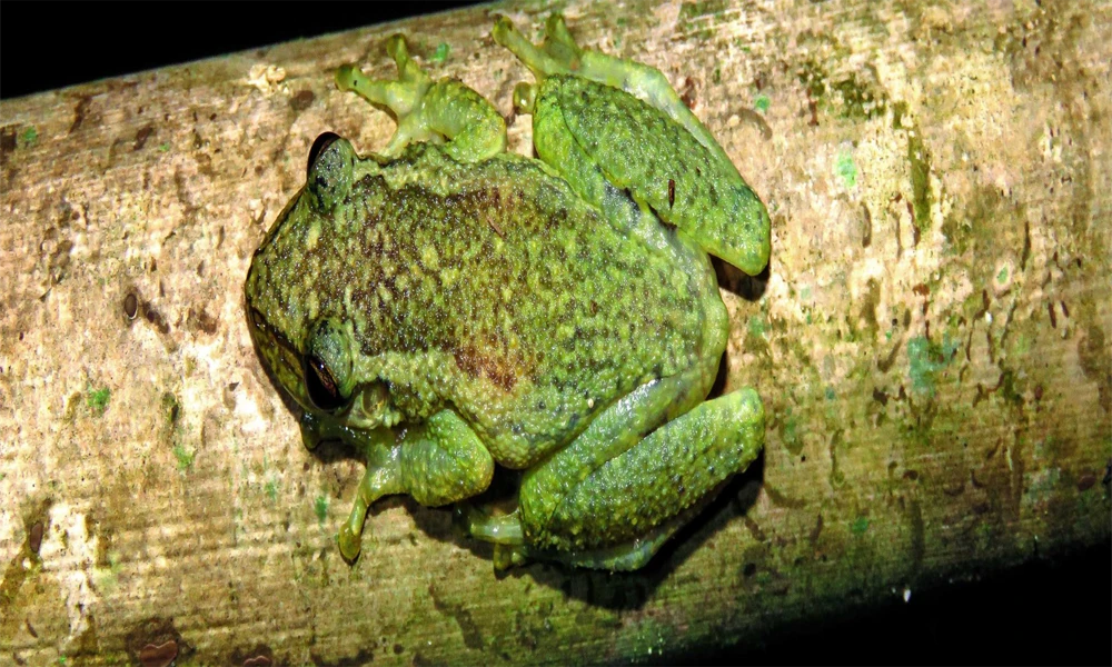 Sandoval Lake: Trekking and Amazonian Adventure