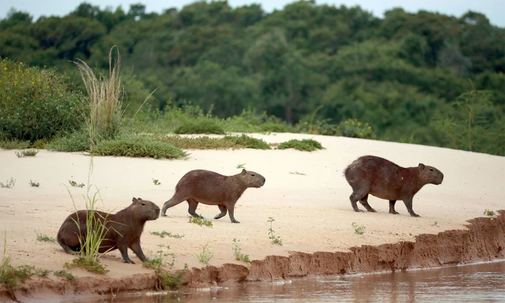 Sunset & Capybara Watching Tour