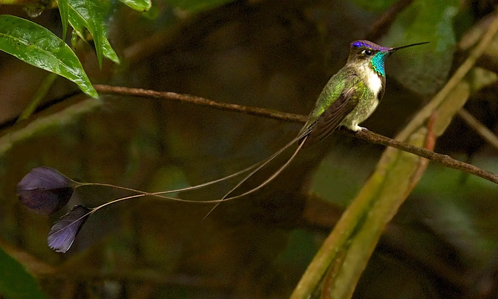 Animales y fauna del Salkantay Trek: Especies que podrás ver