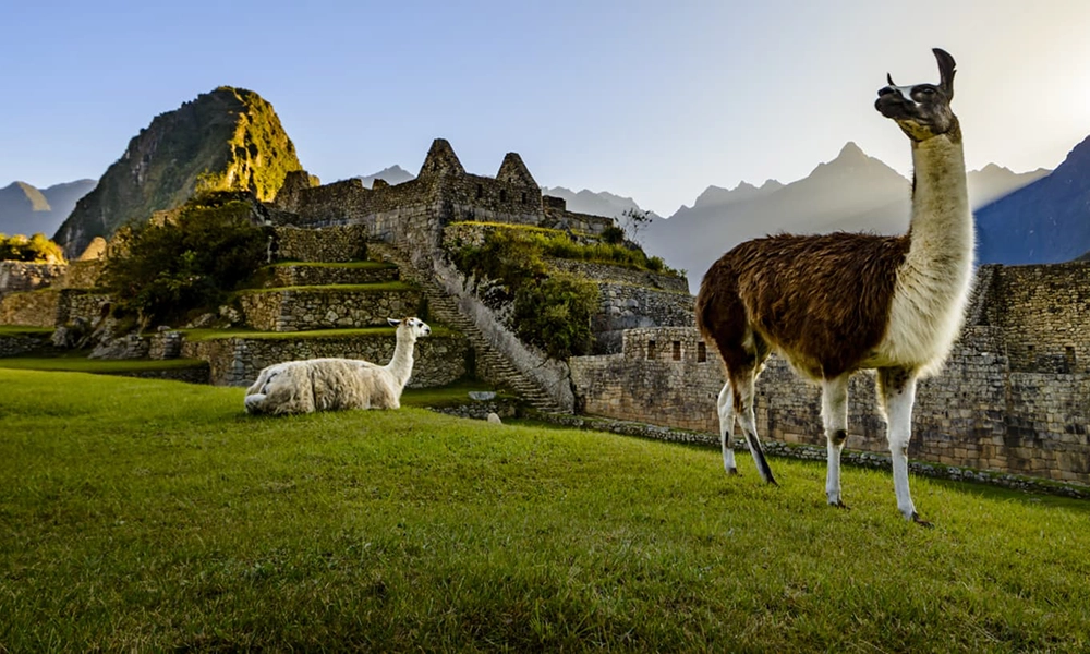 Animales y fauna del Salkantay Trek: Especies que podrás ver